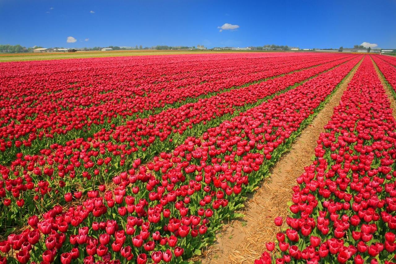 Strand83 Egmond aan Zee Dış mekan fotoğraf